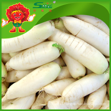 fresh pure White Radish for wholsale lowest price in market